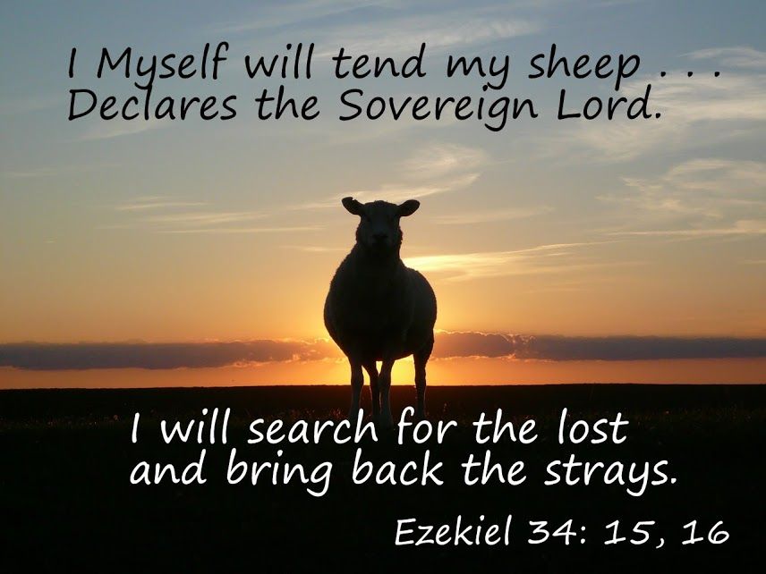 Sheep Judging (Ezekiel 34:1-16,20-24) | St John's Lutheran Church, Tea Tree  Gully